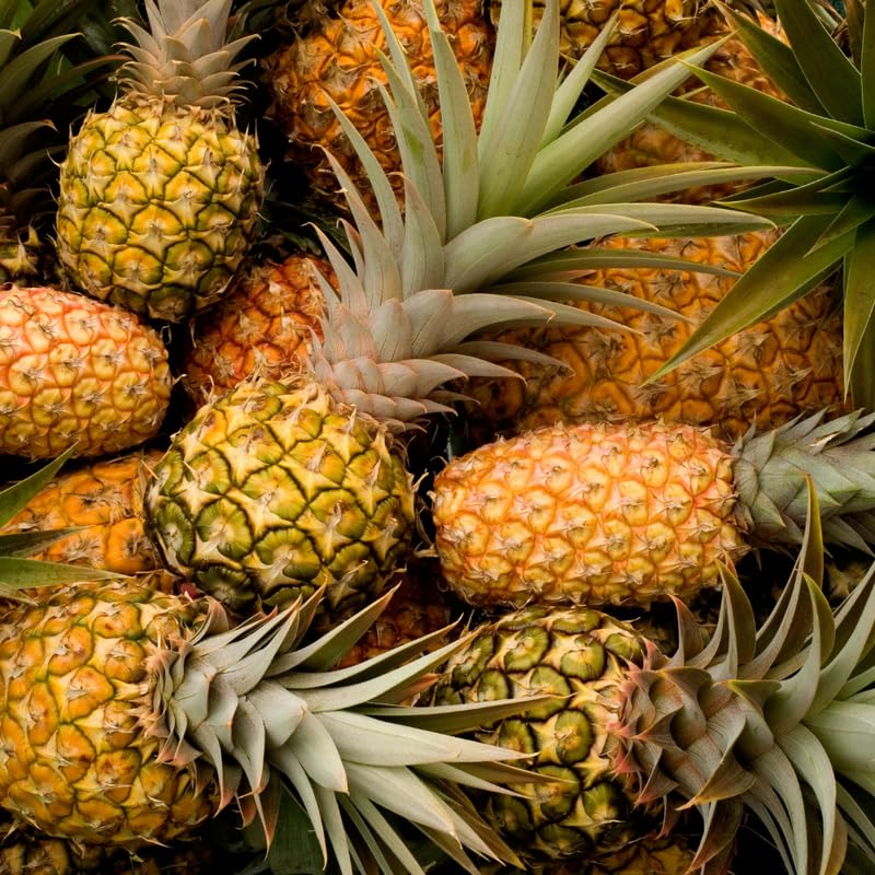 Pineapple Plant Live - 1 Ft Tall in 1 Gallon Pot, Tropical Pineapple Fruit Plant for Indoor and Outdoor Garden, Patio Growing, No Ship to CA