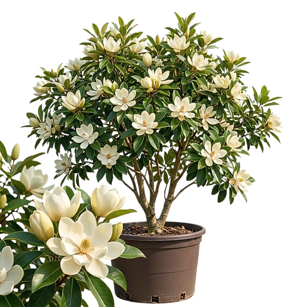 Sweetbay Magnolia Live Plants, Magnolia Tree, 2-3 Feet in Height 3 Gallon Pot, White Blooming Fragrant Tree for Outdoor Planting, No Ship to CA