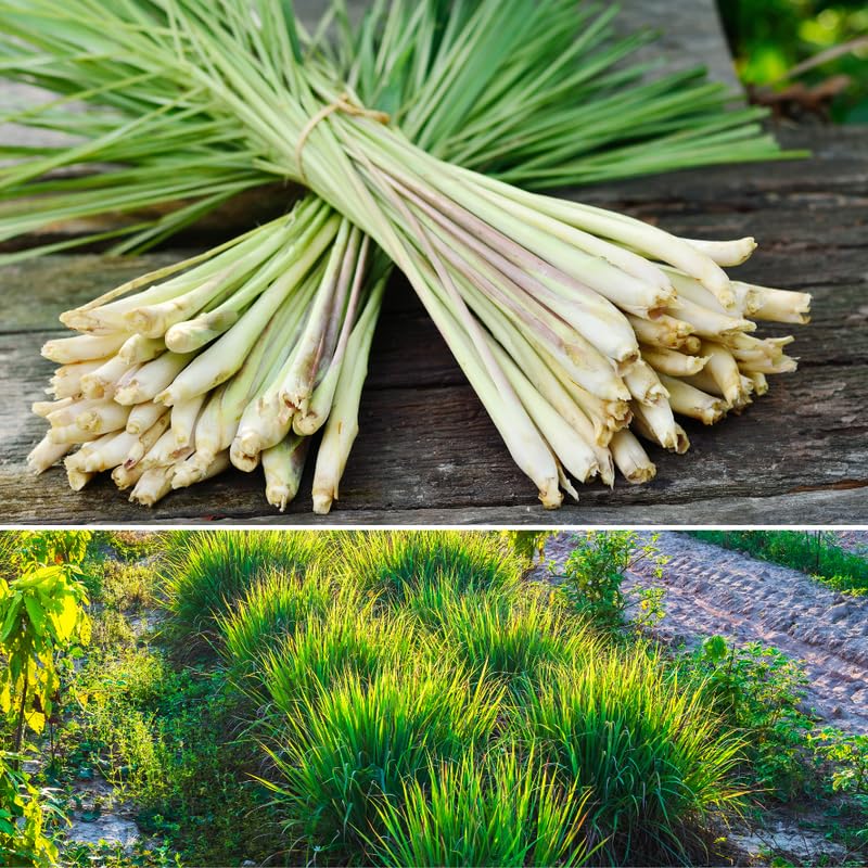 8 Live Lemongrass Stalks 5-9” Tall, Hardy Culinary Herb Plants for Outdoor Growing, Fragrant Lemongrass Plants Live