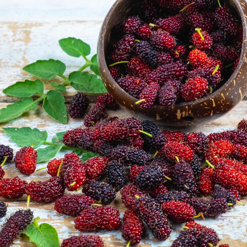 Red Mulberry Fruit Plant Live, Sweet Edible Fruit Tree, 4-7 Inch Tall