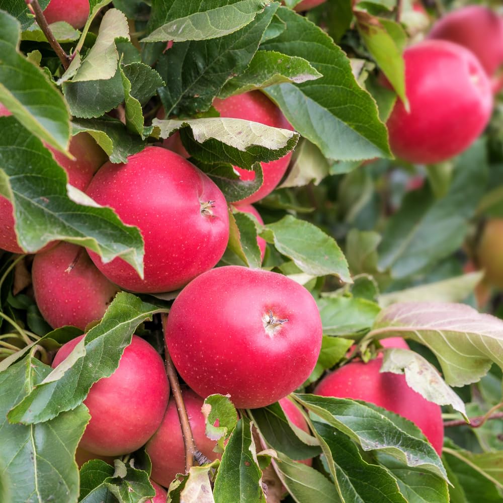 River Apple Tree Live Plant Up to 3 Feet, Bare Root Dormant, Spring Break Fruit Sweet Apple Trees Live Plants for Outdoor Planting, Cold Hardy Fruit