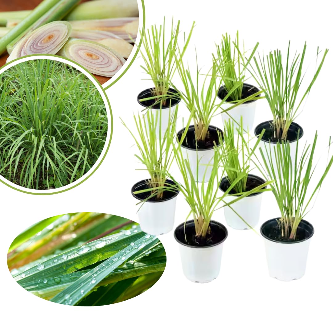 4 Live Lemongrass Plants Stalks, Lemon Grass Plants Well-Rooted, Lemongrass Live Plant Outdoor, No Pot