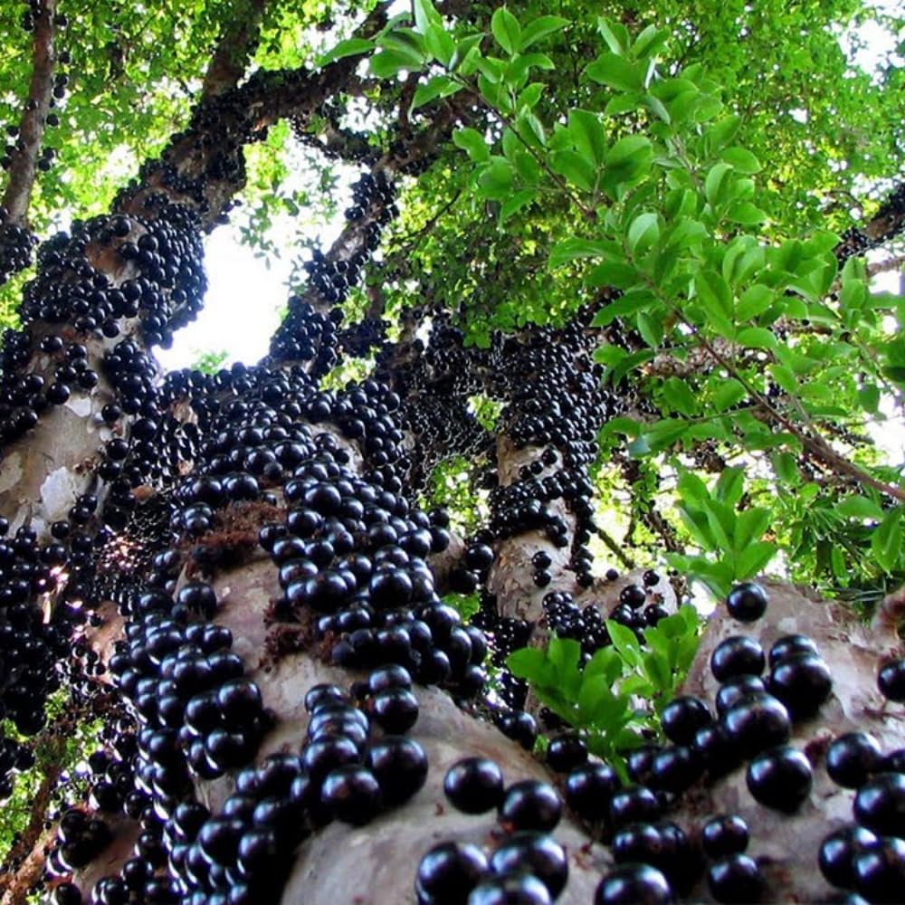 Jaboticaba Tree Live Plant, 10-12” Tall, Well-Rooted for Outdoor Growing, Jabuticaba Plant