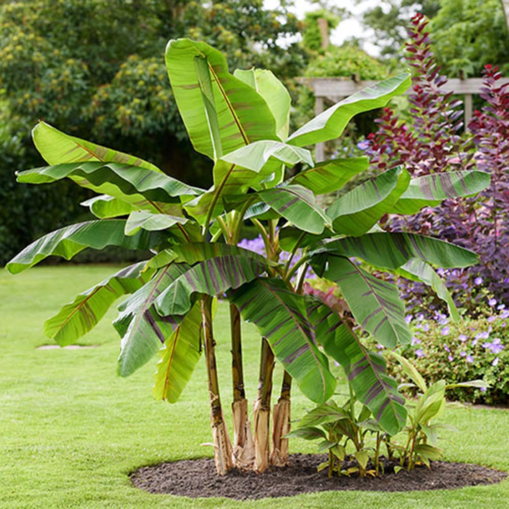 2 Basjoo Banana Plants Live, Cold Hardy Banana Tree Starter, Indoor Outdoor Planting, 4-6 Inches Tall