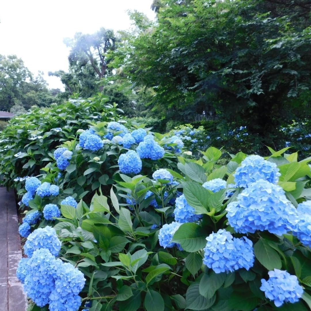 Hydrangea Plant Live, Hydrangea Tree Live Plant for Planting, 5 to 7 Inc Tall, Blue Flowers Plant