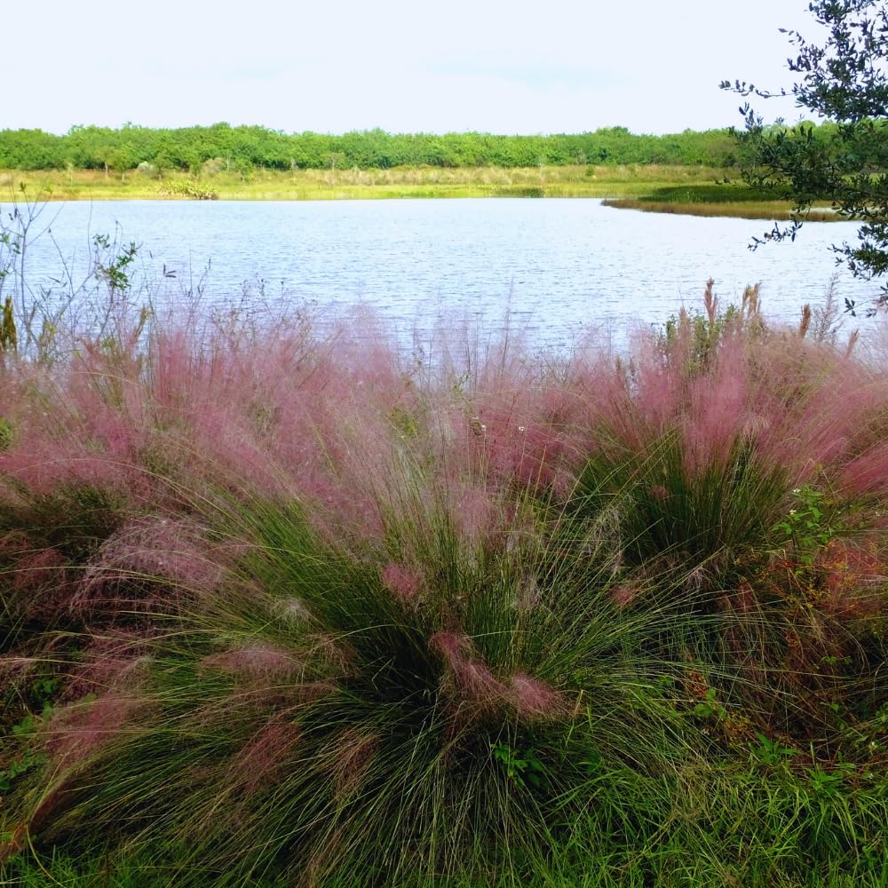 2 Pink Muhly Grass Plants Live, 5 to 7 Inches Tall, Ornamental Grass Live Plant for Growing Indoor, Outdoor