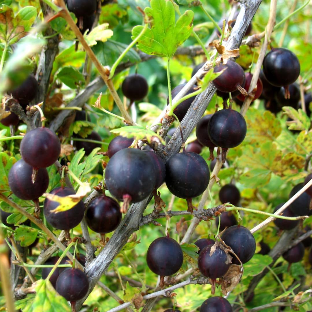 Black Gooseberry Bush Live Plant, 5-7 Inch Tall