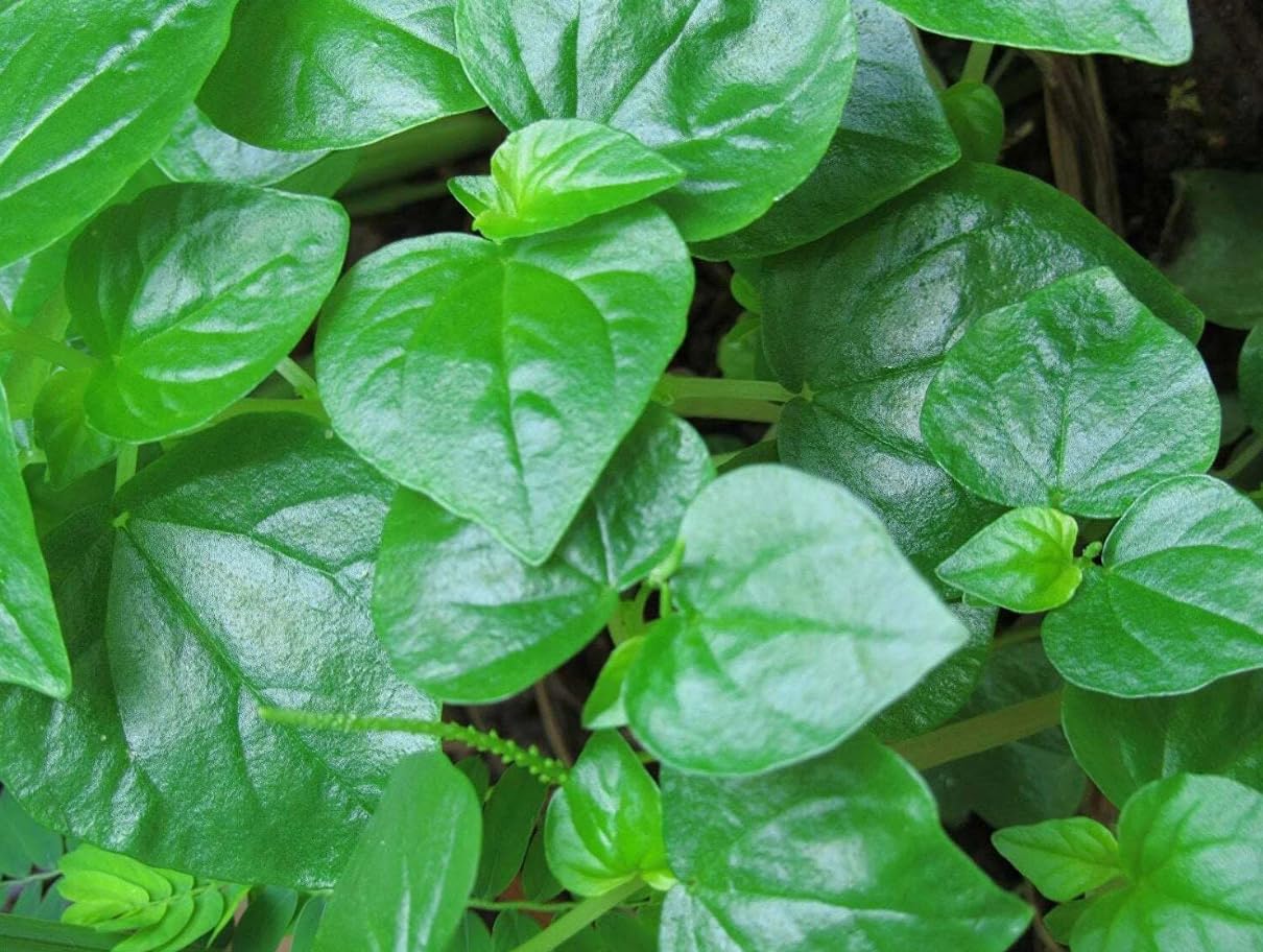 1000 Crab Claw Herb Seeds for Planting, Crab Claw Vegetable, Easy Grow