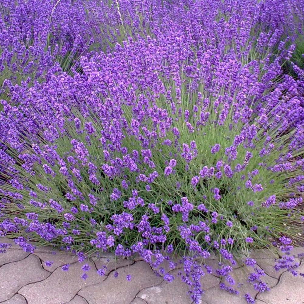 Set 2 Provence Lavender Plants Live, Fragrant Lavender Herb Plant for Border and Container Growing, Perennial Lavenders Plugs 3-5'' Tall