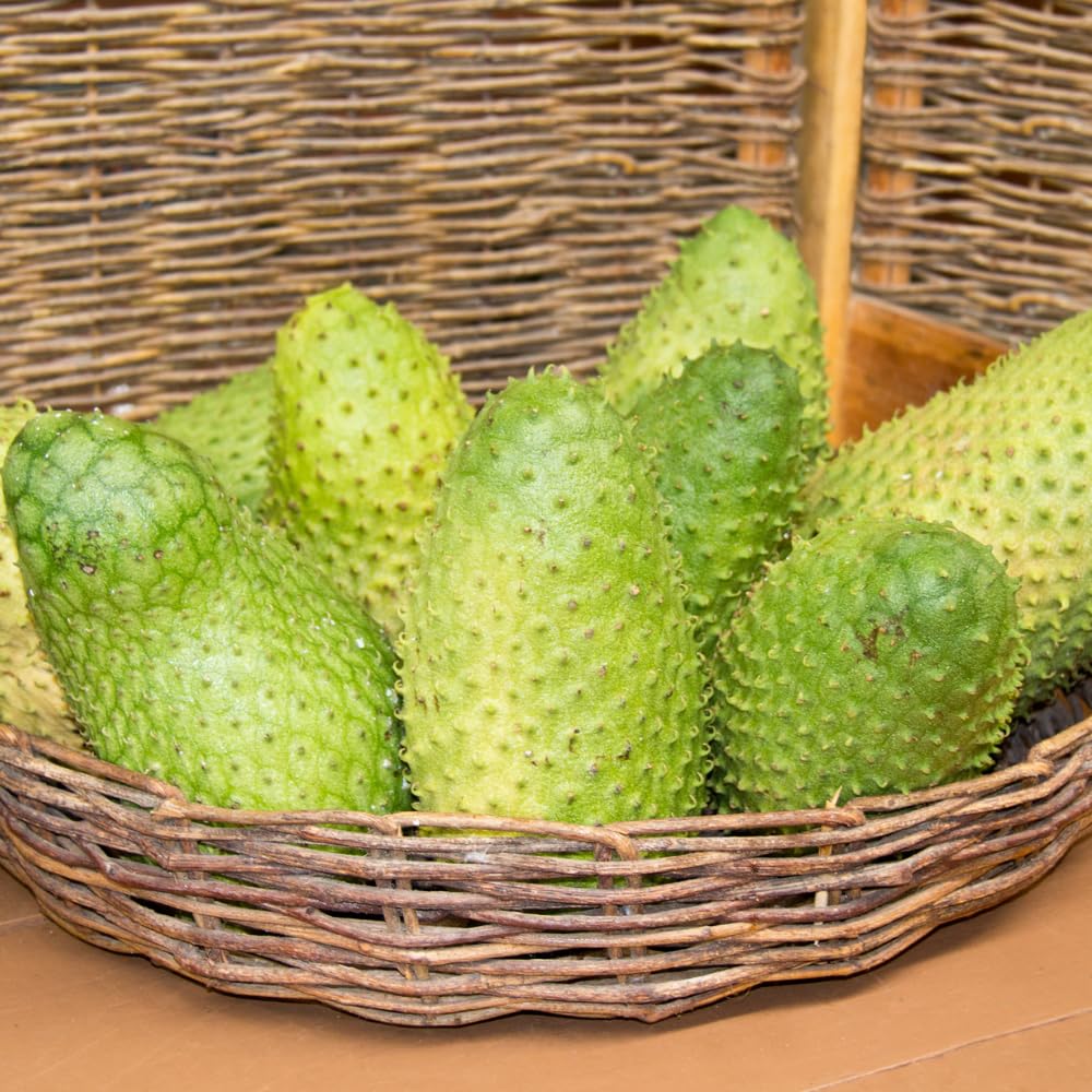 Soursop Plant Live, Guanabana Giant Soursop Tree Live Plant, 3 Feet Tall, Soft Pulp, Annona Guanabana Plant for Zones 10-11, No Ship to CA