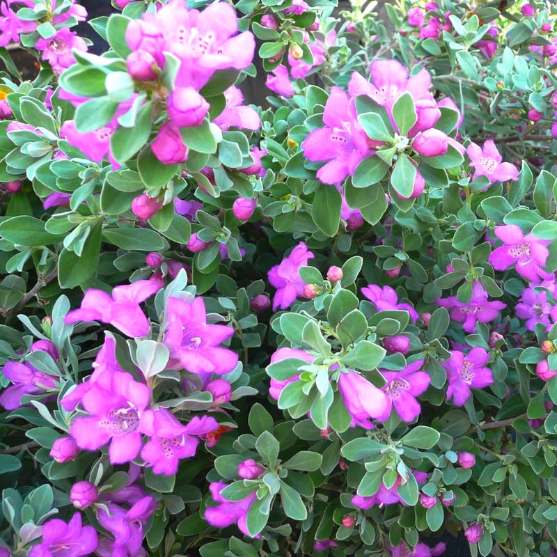 Sets 4 Dwarf Texas Salvia Sage Plants Live for Spring Planting, Size 4-6" in Tall, Fast-Growing and Quick Flower, Perennial Fragrant Shrubs Bush