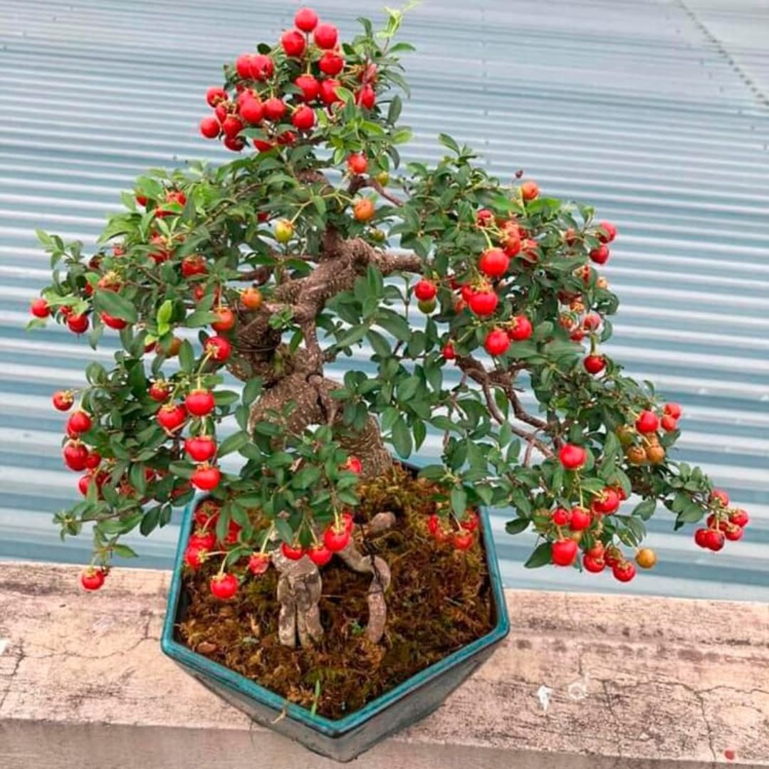 Sets 4 Barbados Cherry Tree Live Plant, 6 Months Old High Yielding Sweet Cherry Tree 4-6" in Tall, No Pot, Cold Hardy, Outdoor Planting