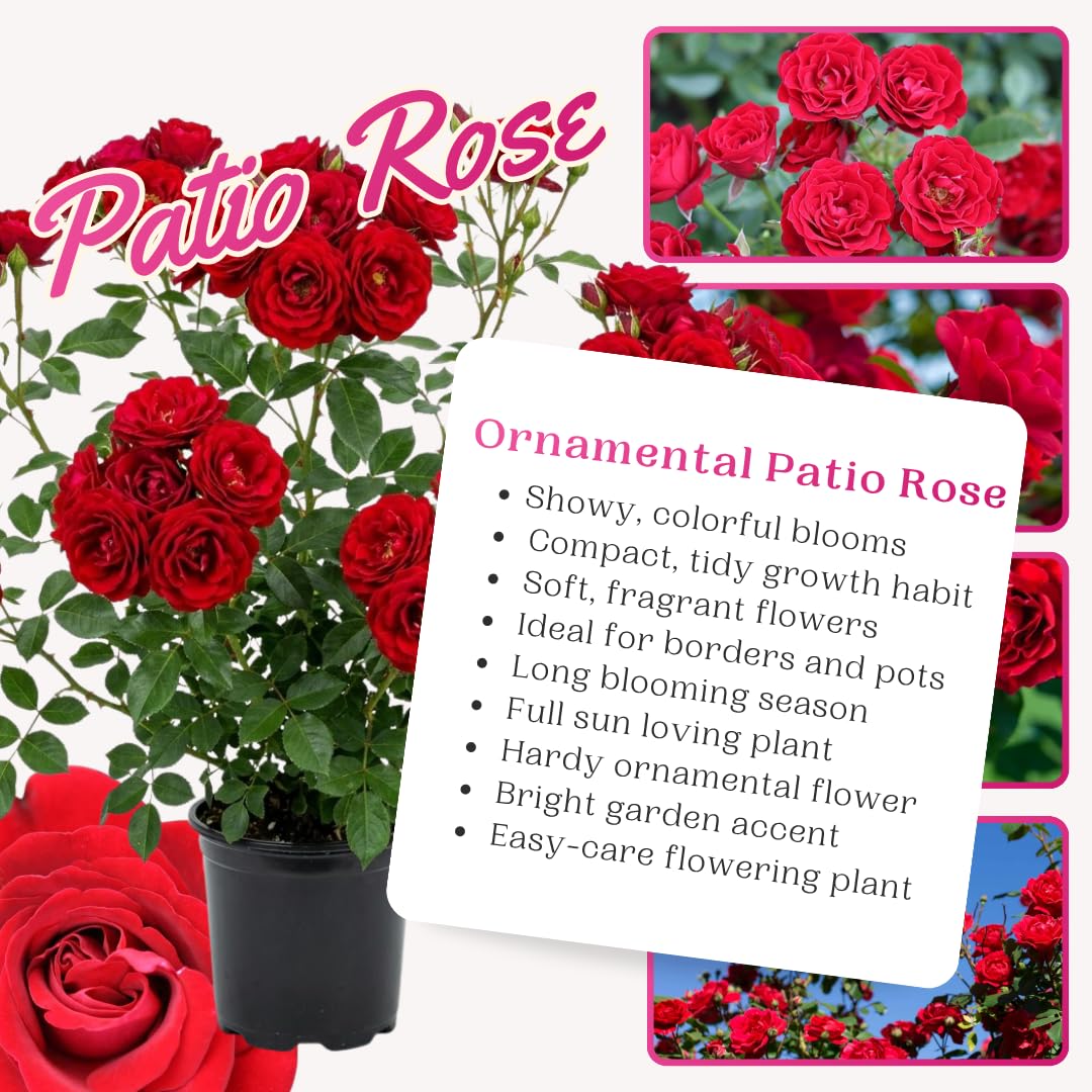 Red Rose Plant Live in 3 Gallon Pot, Compact Hardy Rose Shrub with Colorful Blooms for Patio, Container and Outdoor Planting