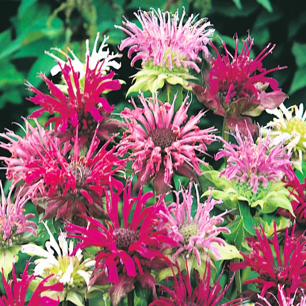 2 Mix Bee Balm Plants Live, Bee Balm Perennial Flowers Well Rooted Plug 3-5" Tall Indoor Outdoor