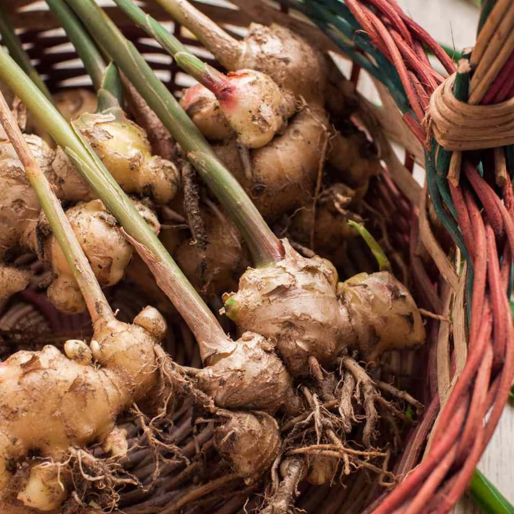 Set 3 Ginger Zingiber Plants Live Well Rooted Plant, 4-8” Tall, Great for Indoor Outdoor Growing