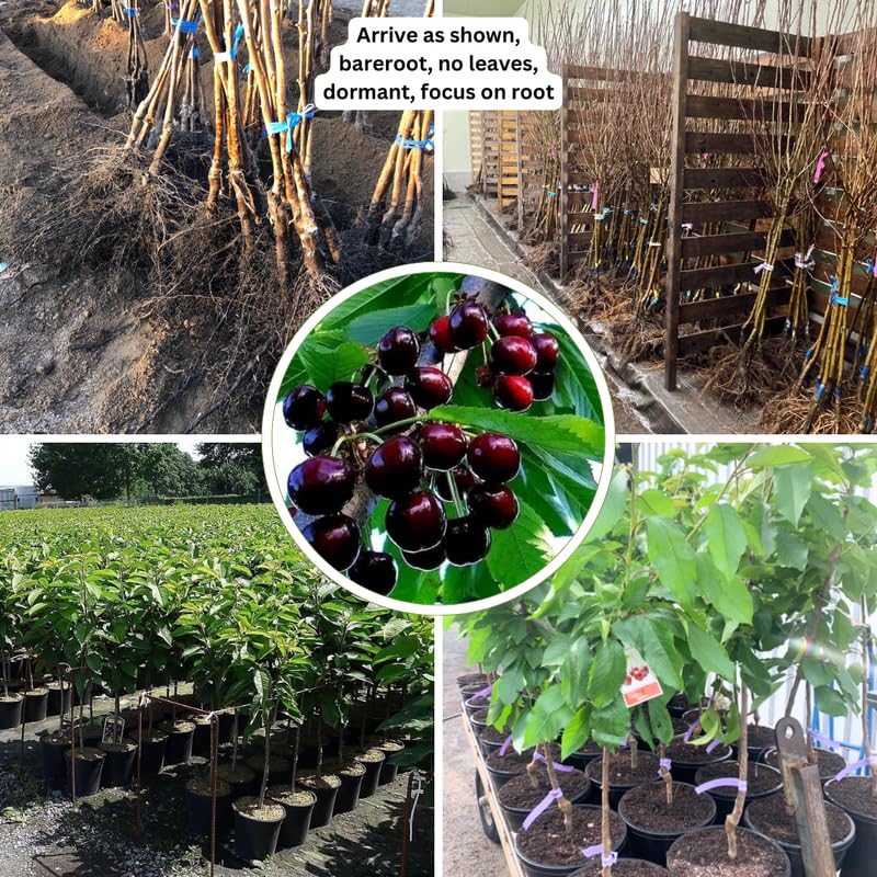 2 Black Cherry Trees 12-18 InchTall, Cold Hardy Cherry Fruit Tree for Home Orchard and Landscaping, Bareroots Dormant, Focus On Roots