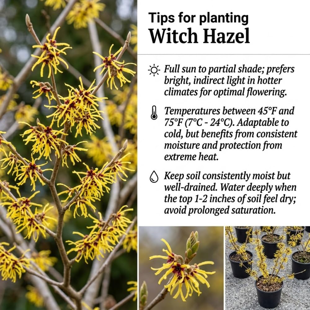 Witch Hazel Plant, Hazel Tree, 2-3 Feet Tall, Fragrant Yellow Blooms, Hardy Outdoor Shrub for Garden and Landscaping