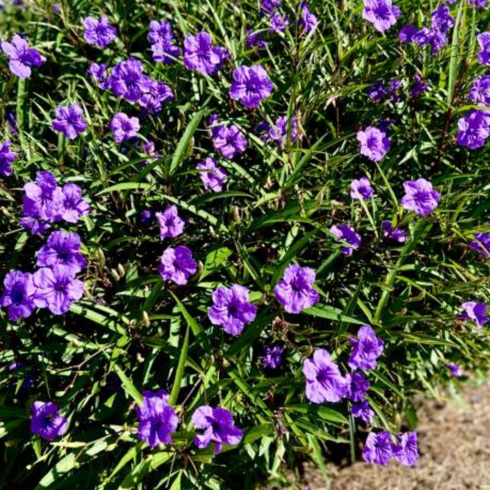 3 Purple Mexican Petunia Live Plants, Pink Petunia Flowers Seedlings, Petunias Live Plants, 4-8" Tall