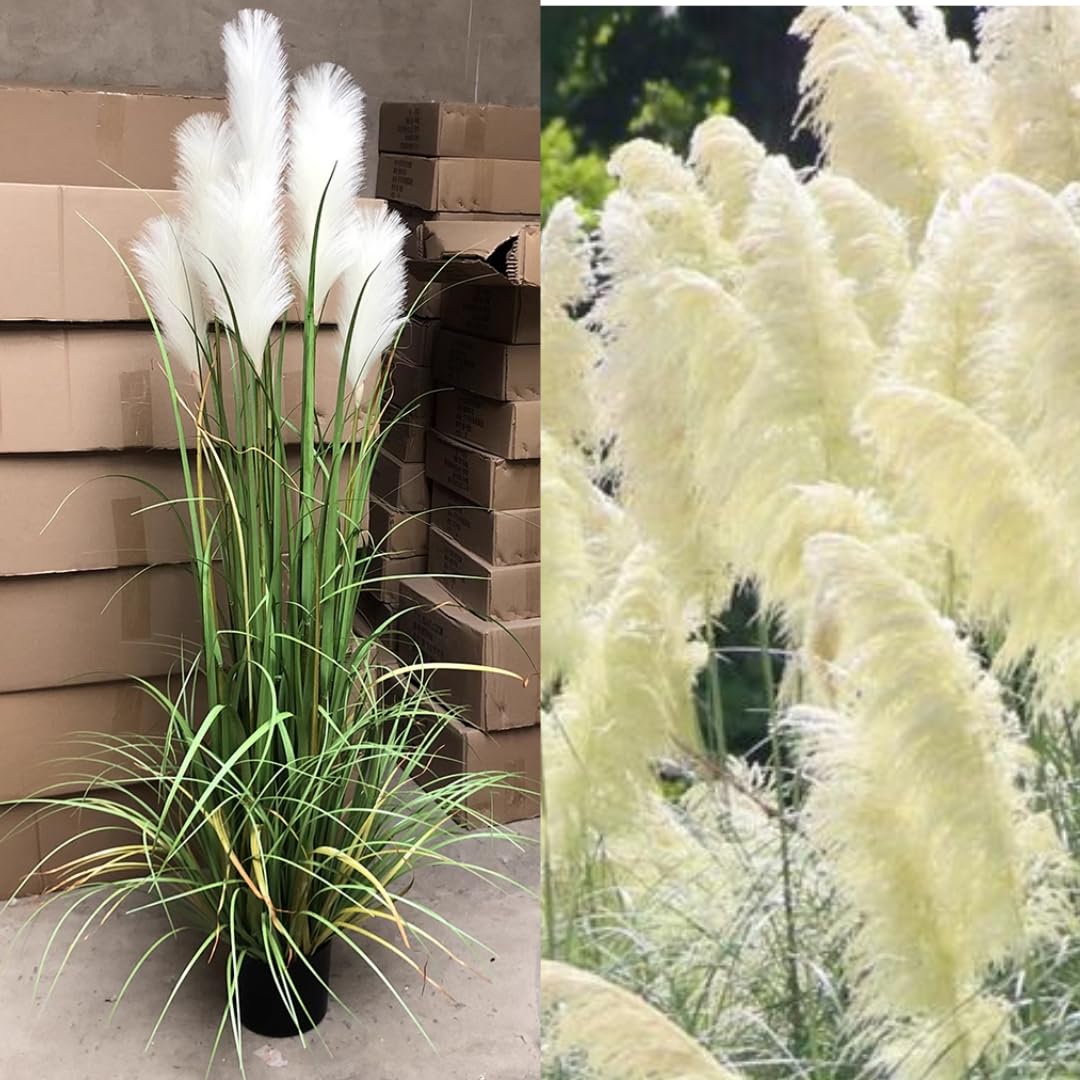 Ornamental Grass Live Plants, 3 White Pampas Grasses Plants Live from 5 to 7 Inches Long, Zone 7 to 11