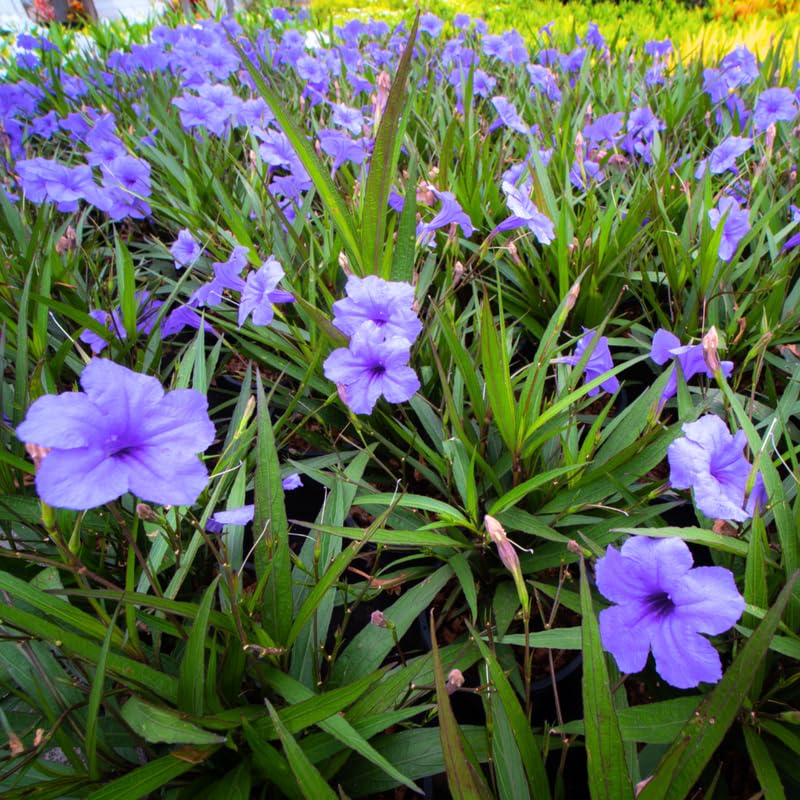 6 Dwarf Blue Mexican Petunia Plants Live, 4-7 Inches Tall, Hardy Perennial Flowers