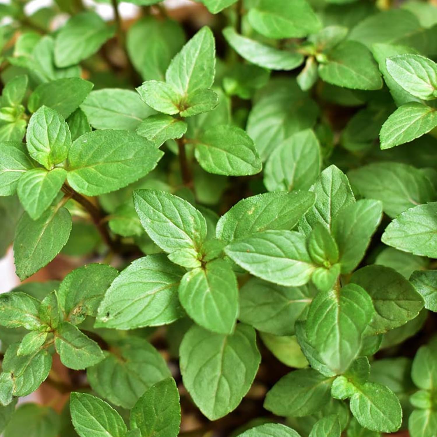 Pack 3 Chocolate Mint Live Plants, 4-8" Tall Fragrant Herb Mint Plants Live for Garden, Containers, Well Rooted Starter Plants