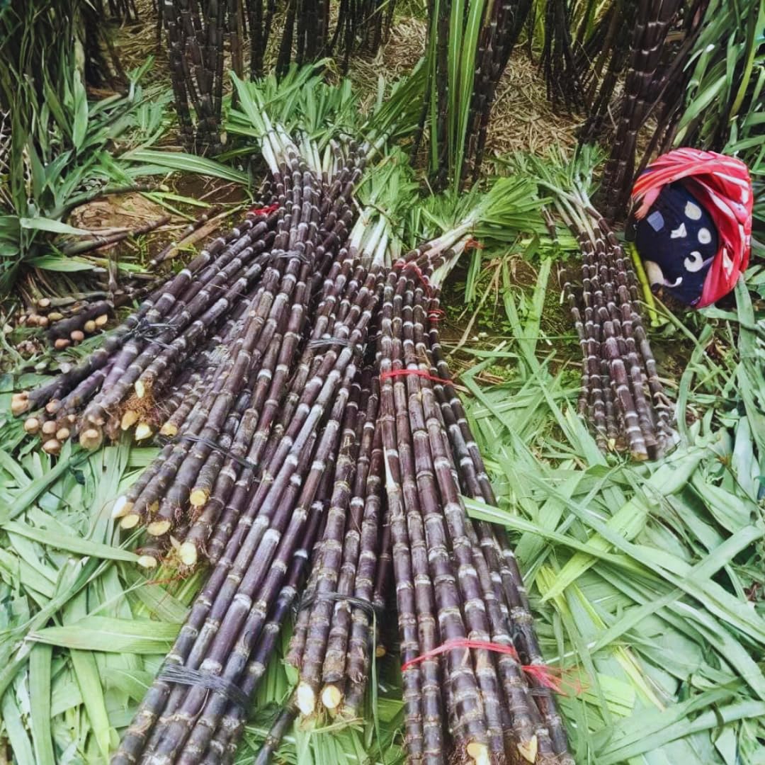15 Purple Sugar Cane Plants Live Stick Cuttings for Planting, Lot of Nodes, Each Cutting for Easy Growing Sweet Sugarcane, Fresh and High Yield