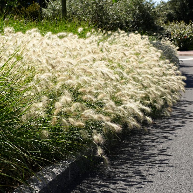 YOKEBOM 2 White Fountain Grass Plants Live for Planting, Ornamental Grass for Landscaping, Hardy Grasses Clupms 4-7 Inch Tall Well Rooted