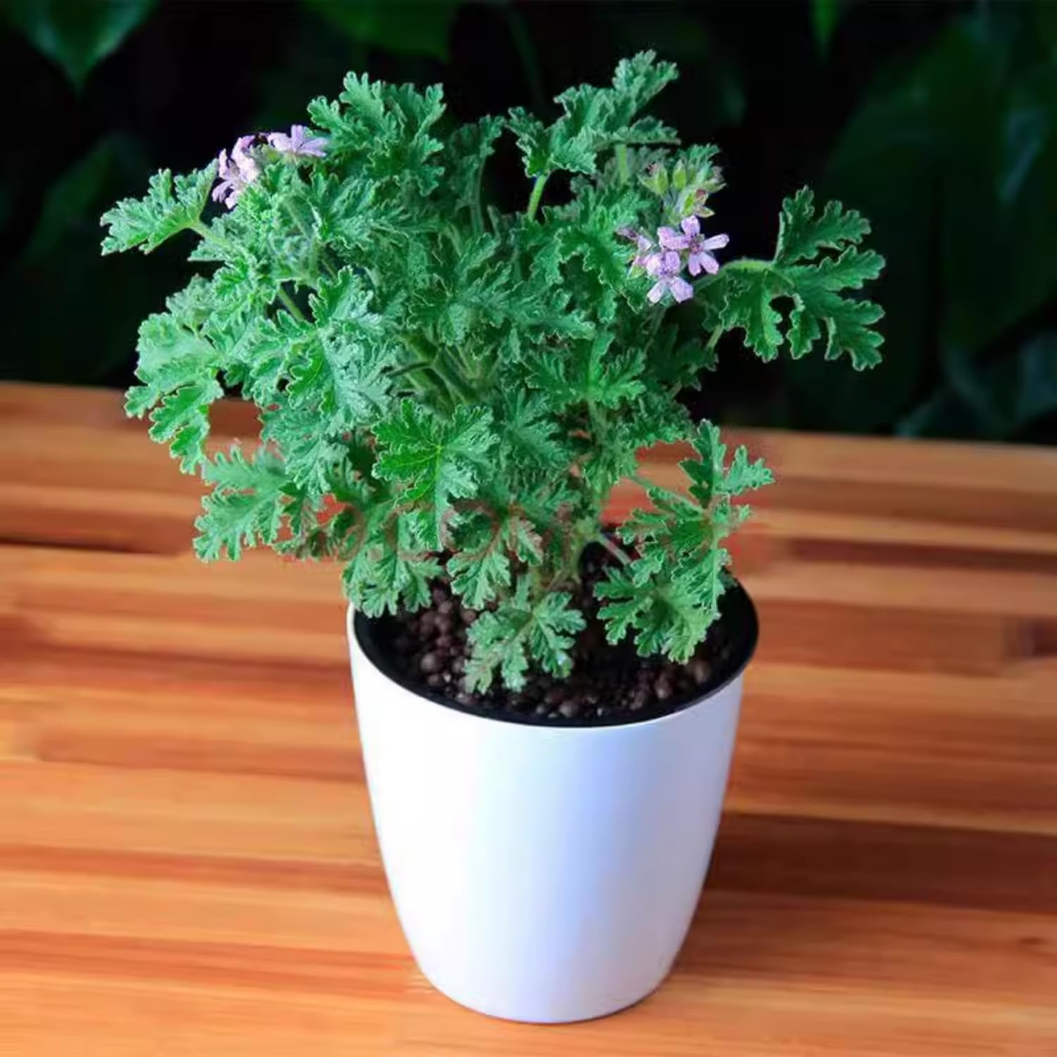 3 Citronella Plants Live, 5 to 7 Inc Tall, Citronella Herb Plants Live Gardening