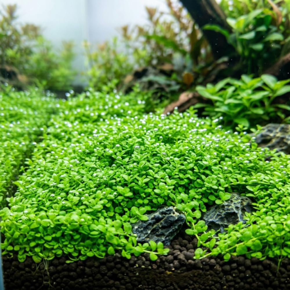 Dwarf Baby Tears Live Aquatic Plant, 1 Portion, Aquarium Plant