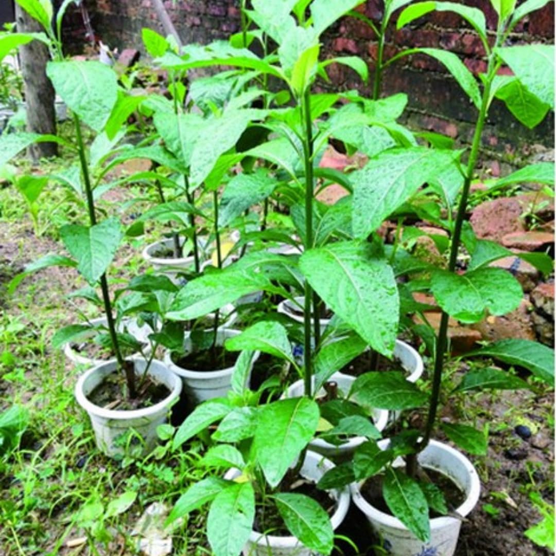 Sets 4 Spinach Longevity Live Plants Starter, 4-6 Inc Tall Starter, High Yield, Easy to Grow