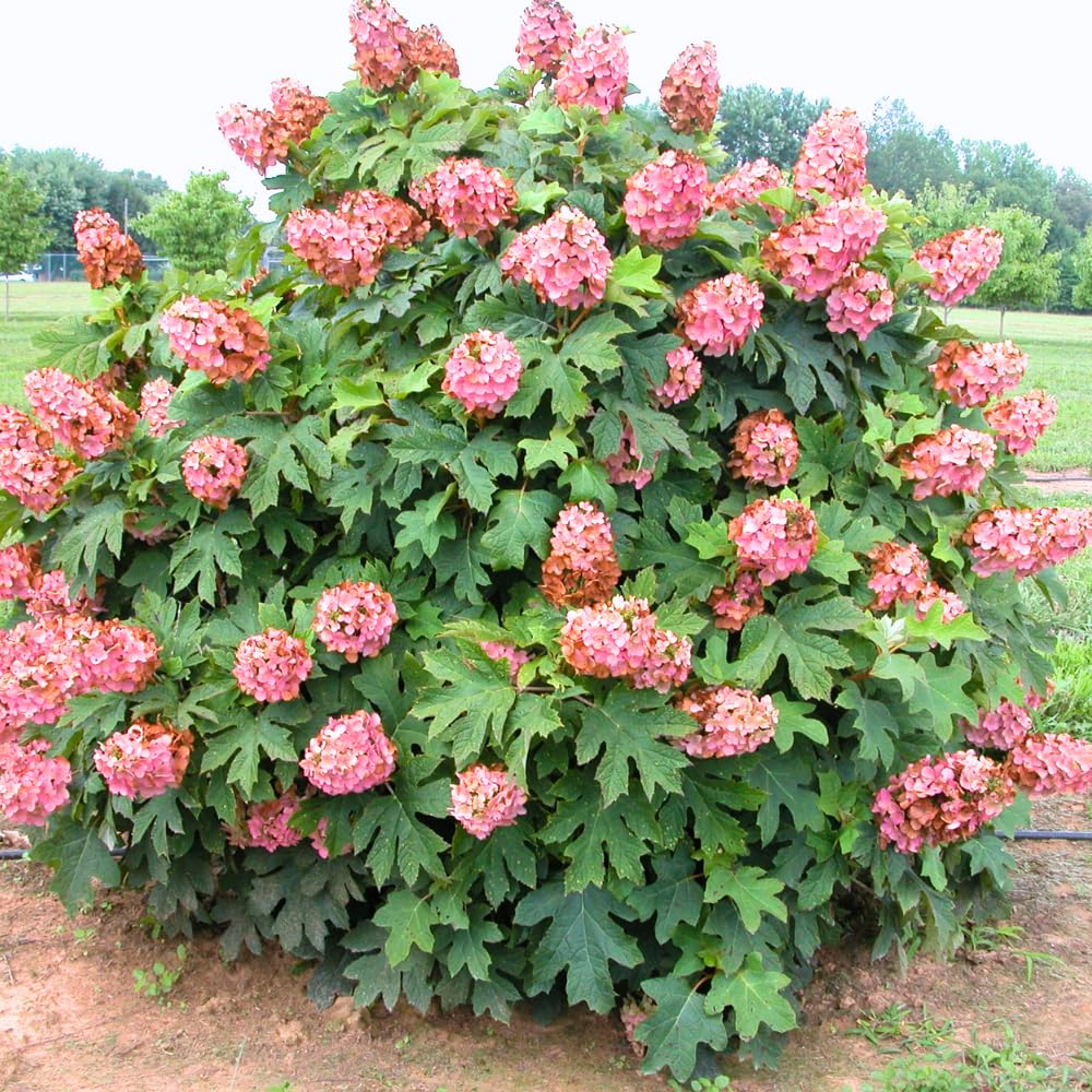 Hydrangea Live Plant, 6-12 Inch Tall, Hardy Flowering Shrub in 2.5" Pot, Outdoor Garden Hydrangea Bush (Ruby Hydrangea)