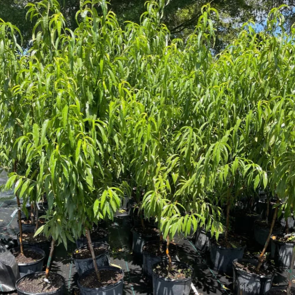 3 Feet Donut Peach Tree Live Plant in 3 Gal Pot, 3 Feet Tall, Well-Rooted Peach Fruit Tree for Home Garden and Orchard, No Shipping to CA
