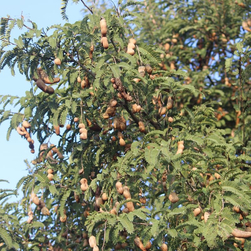 Tamarind Tree Live Plant, Perennial Tamarinds Fruit Tree, 2-3 Feet Tall in 3 Gallon Pot for Planting, No Ship to CA