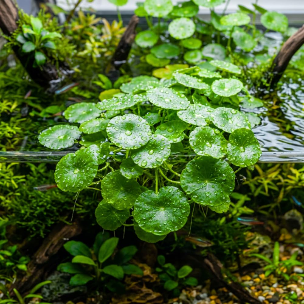 Pennywort Plant, Aquatic Plants, Aquascaping Green Foliage Selection