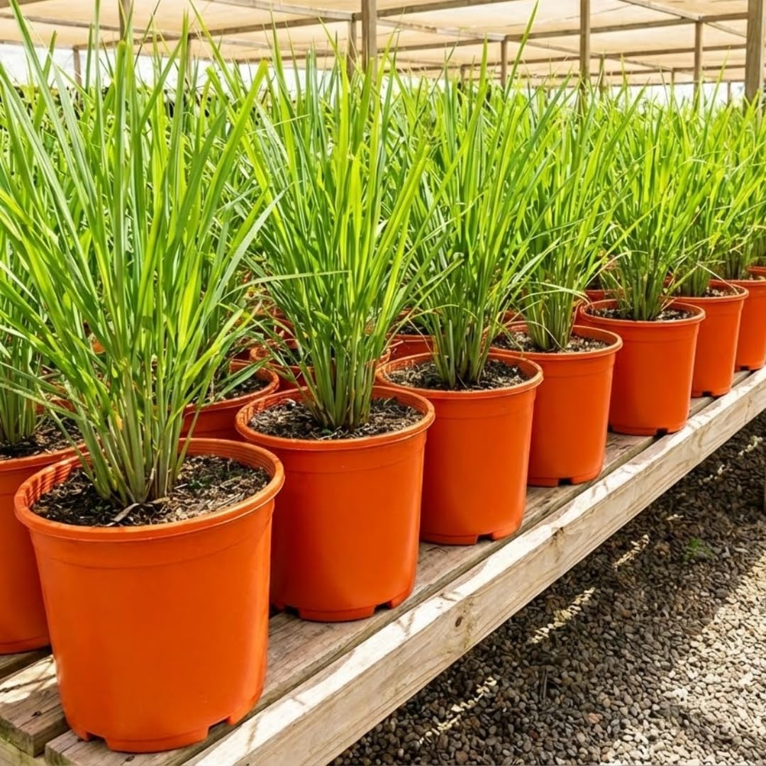 10 Lemon Grass Live Plants Stalks 5-9” Tall, Fragrant Herb Lemongrass Plants Live for Outdoor Spring Planting,Hardy Culinary Herb Zones 9-11