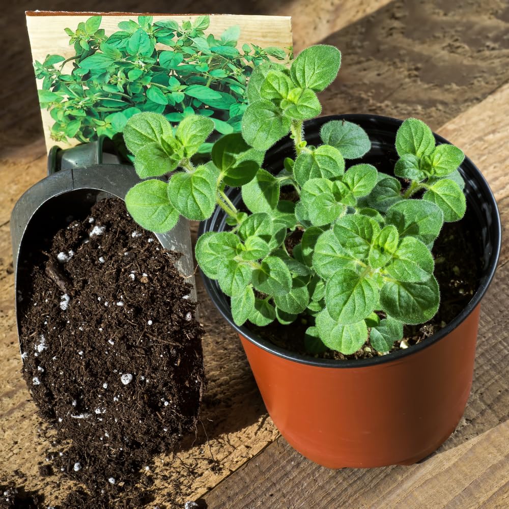 Pack 4 Greek Oregano Plants Live, 4-6 Inches Tall, Culinary Herb Plants for Planting