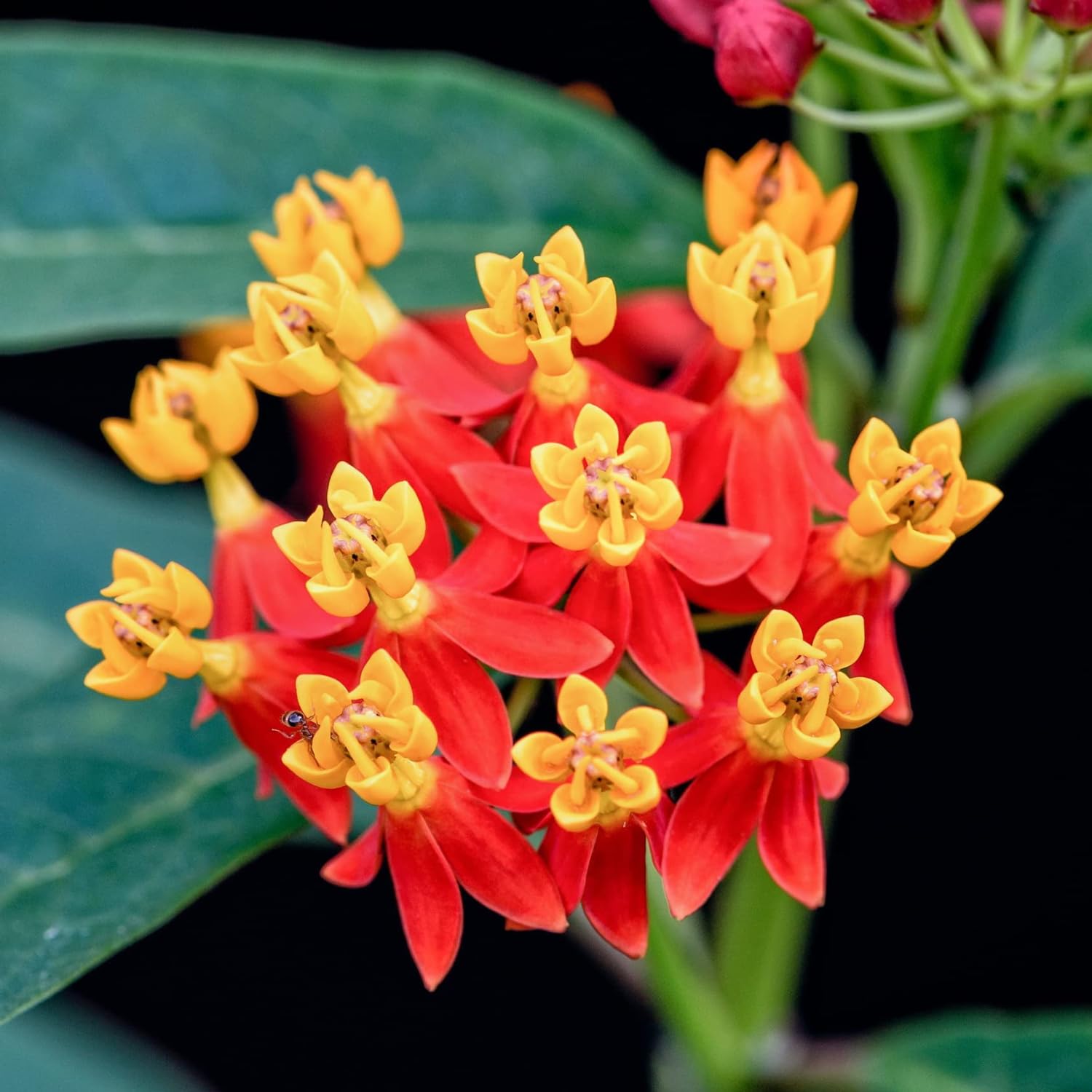 2 Butterfly Milkweed Plants Live, Tropical Milkweed Live Plants, Asclepias Tuberosa Plants, 4-9" Height for Outdoor Planting (Tropical Red Milkweed)