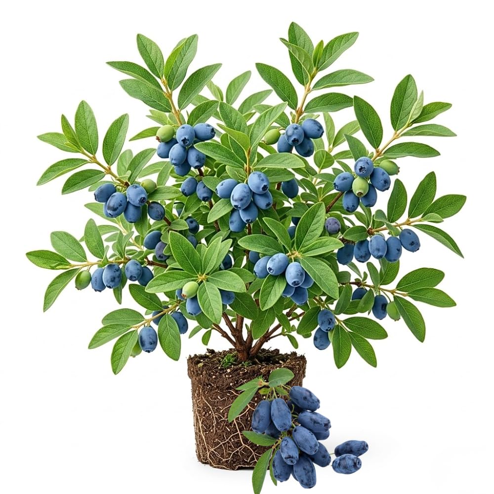 Blue Purple Honeyberry Plant Live, Haskap Berry Fruit Tree, 4-6 Inch Tall