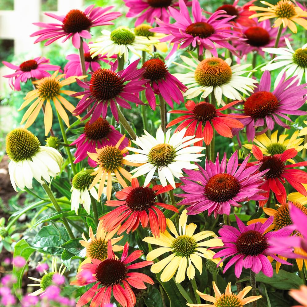 2 Random Coneflower Plants Live, Echinacea Live Plants Coneflower Perennial, 3-5” Tall, Well-Rooted Plug
