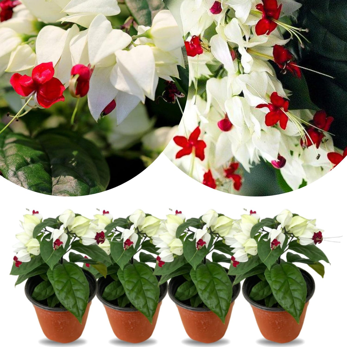 4 White Bleeding Heart Vines Plants Live, Starter Size 4-6" in Tall, Indoor Outdoor Growing Clerodendrum Fragrant Tree