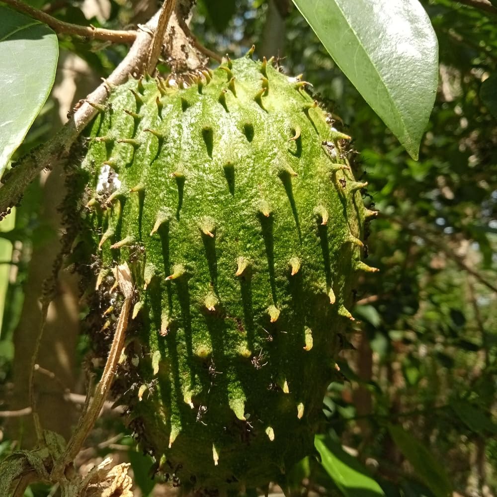 Grafted Soursop Tree Live Plant, Annona Muricata Plant, Guanabana Fruit Trees, 2-3 Feet Tall Sweet Soursop Plant, No Ship to CA