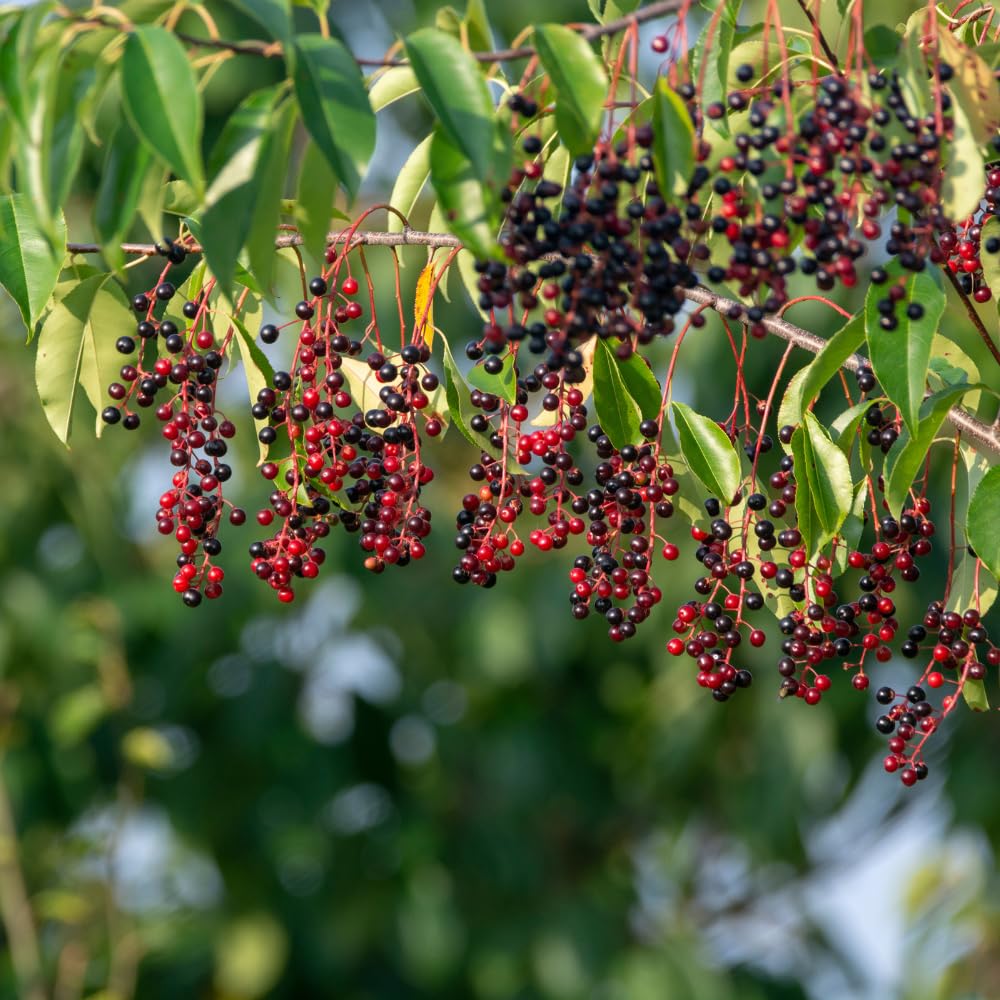 Black Chokeberry Live Plant, Aronia Berry Plant, 5-8 Inch Tall