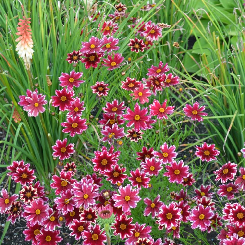 3 Coreopsis Live Plants, Tickseed Perennial Flowers, 3-5" Well Rooted Plugs for Outdoor Planting