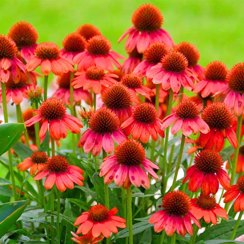 2 Red Coneflower Plants Live, Echinacea Live Plants Coneflower Perennial, 3-5” Tall, Well-Rooted Plug