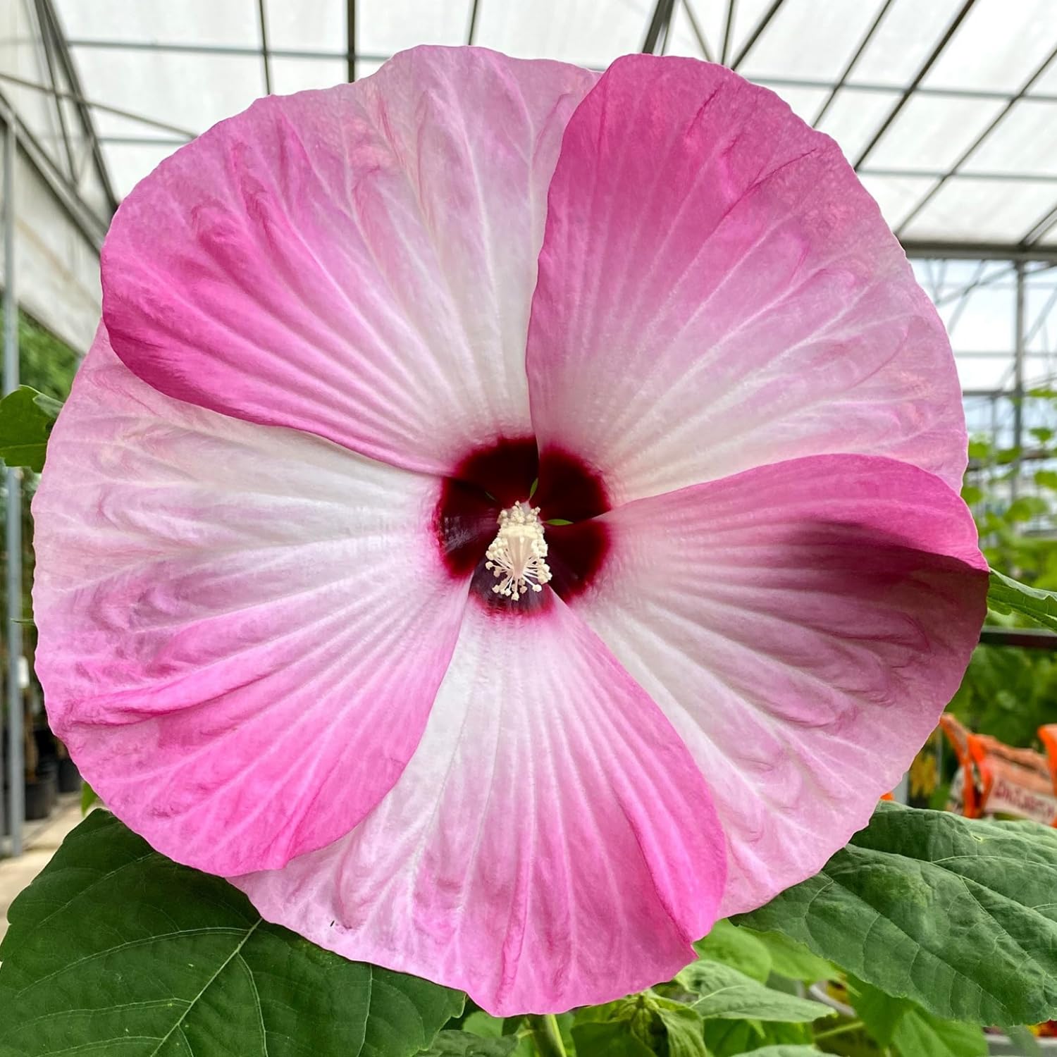 2 Hibiscus Trees Live Plants, 5-8” Tall Hardy Plants Live, Perennial Flowers (Pink Hibiscus)