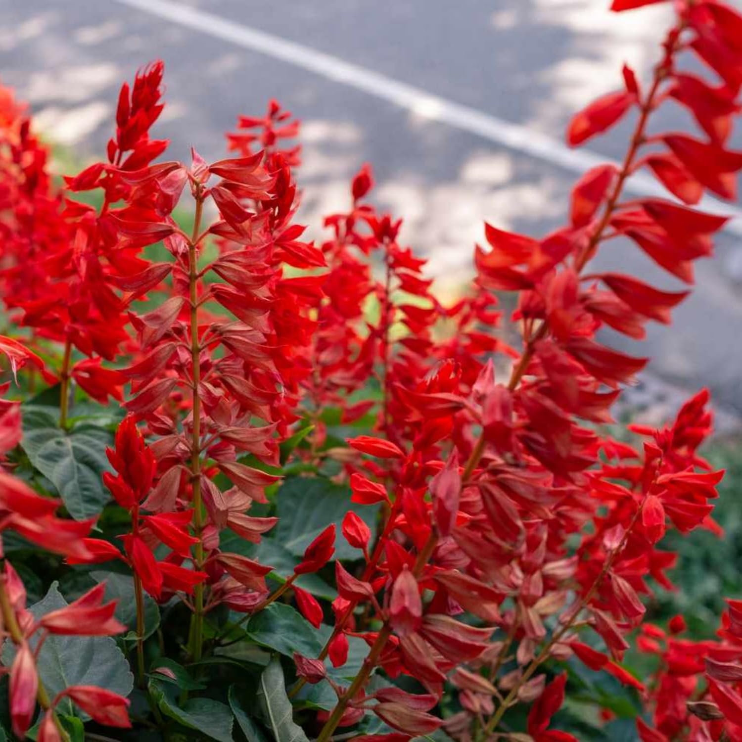Set 3 Salvia Plants Live, Well Rooted 4-6 Inches, Vibrant, Fragrant Flowering Shrubs for Garden or Containers (Bright Red)