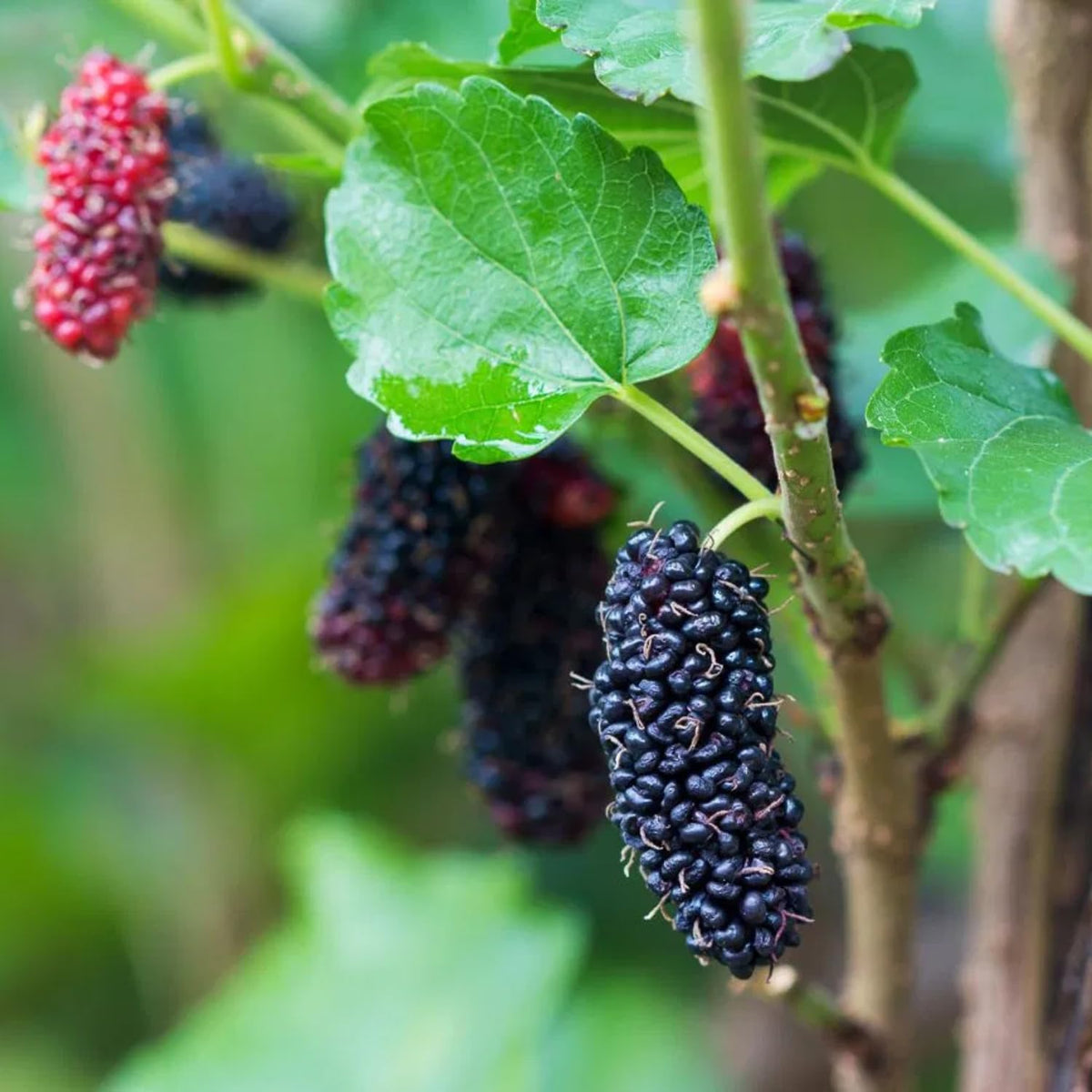 2 Illinois Everbearing Mulberry Plants Live, 5-9 Inch Tall, Mulberry Fruit Trees Live Plants, Mulberry Seedlings