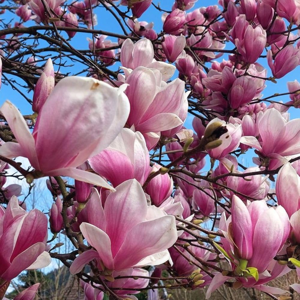 Jane Magnolia Live Plant 2-3 Feet Tall in 3 Gallon Pot, Pink Flowering Magnolia Tree for Outdoor Garden, No Ship to CA