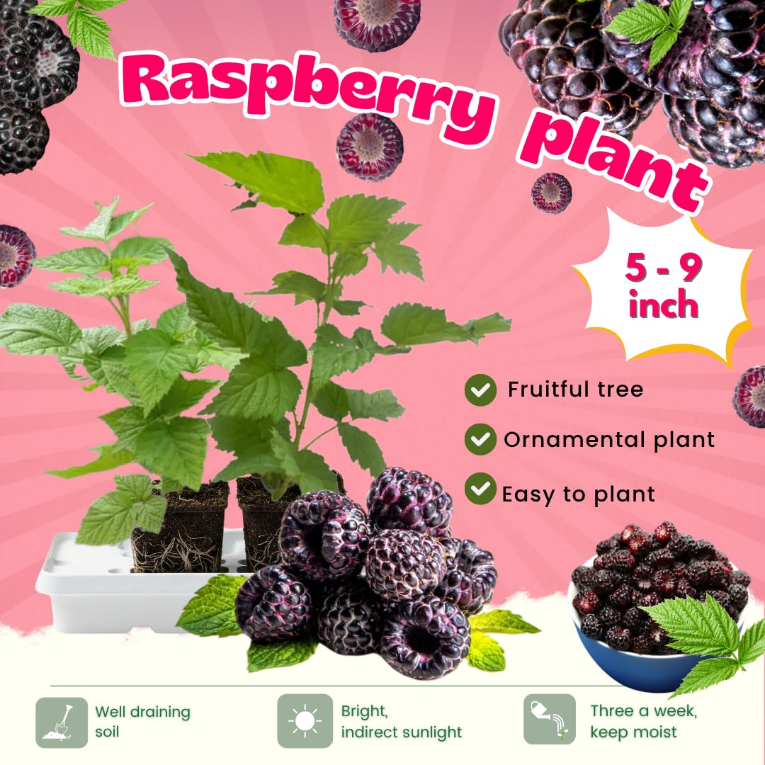 2-Pack Raspberry Plants Live, Raspberry Bushes Live Plants Well-Rooted, 5-9 Inch Tall, Raspberry Fruits (Glencoe Raspberry)