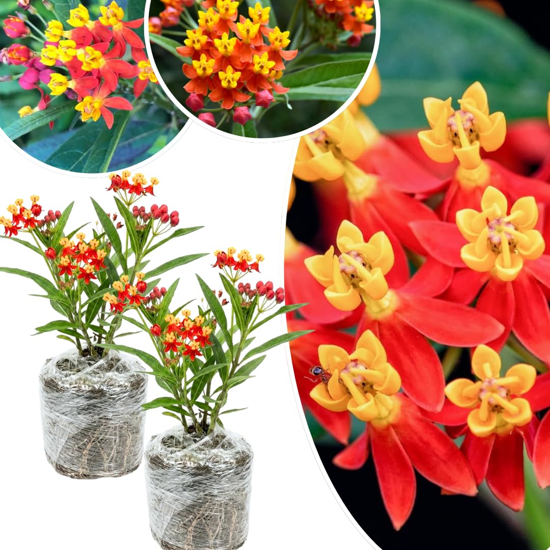 2 Butterfly Milkweed Plants Live, Tropical Milkweed Live Plants, Asclepias Tuberosa Plants, 4-9" Height for Outdoor Planting (Tropical Red Milkweed)